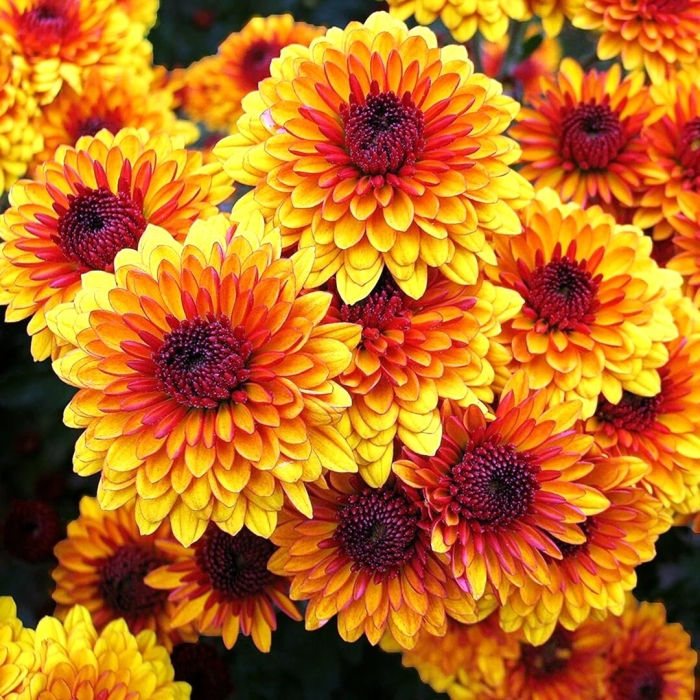 Хризантемы оранжевые