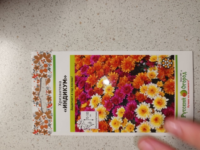 Хризантема индийская индикум