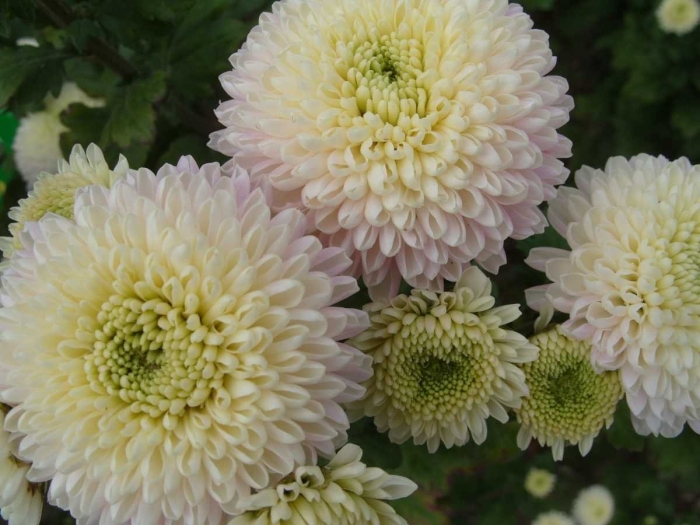 Хризантема эвелин буш