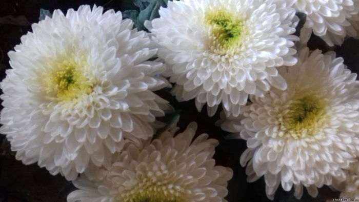 Хризантемы большие