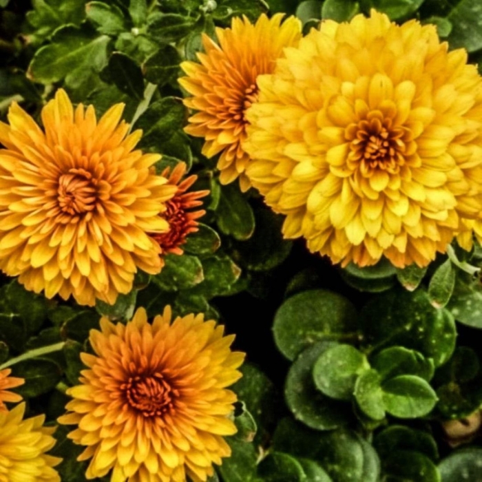 Chrysanthemum indicum