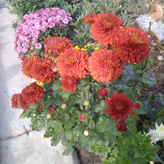 Хризантема пол тагер