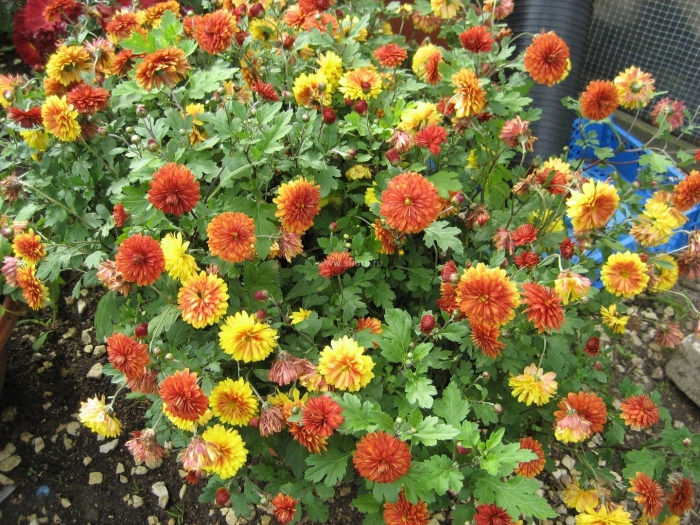 Хризантемы дубки