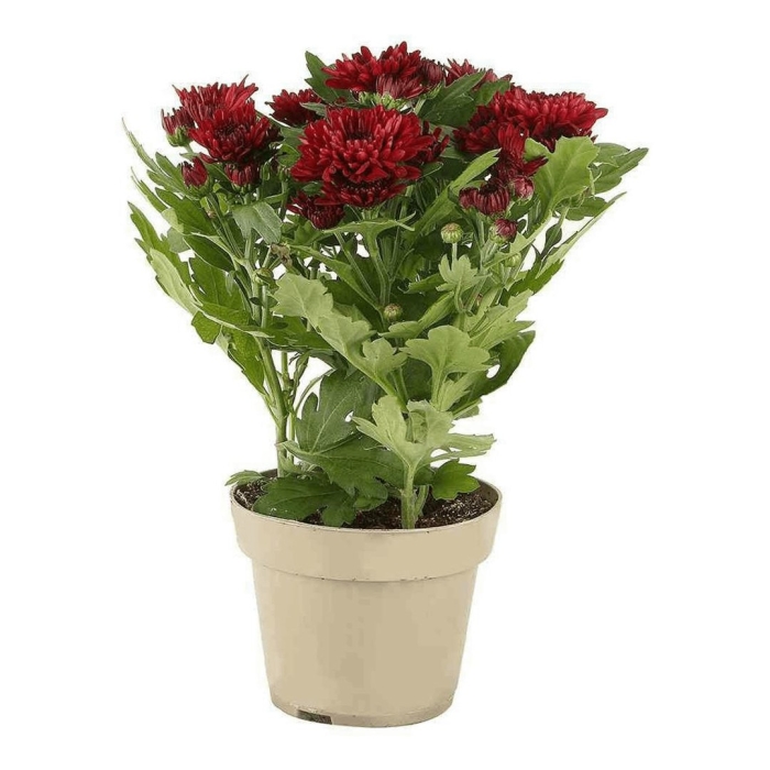 Хризантема зембла красная