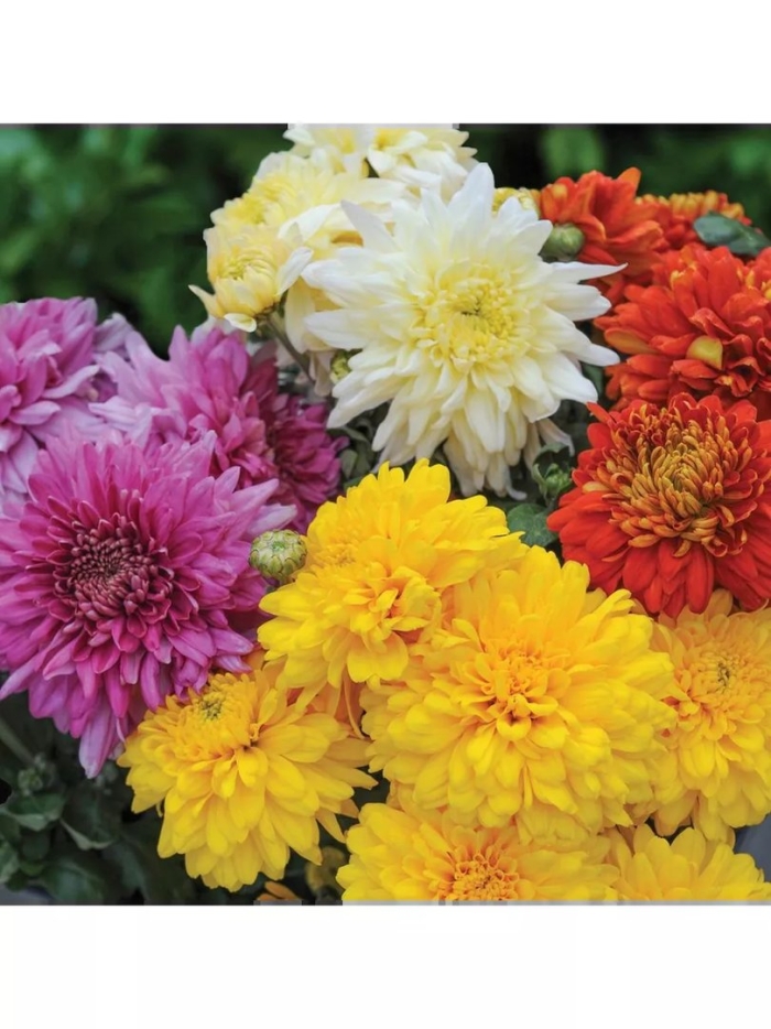 Большие хризантемы