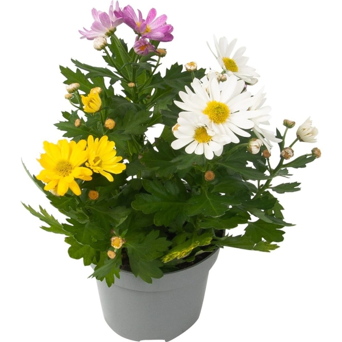 Хризантемы комнатные