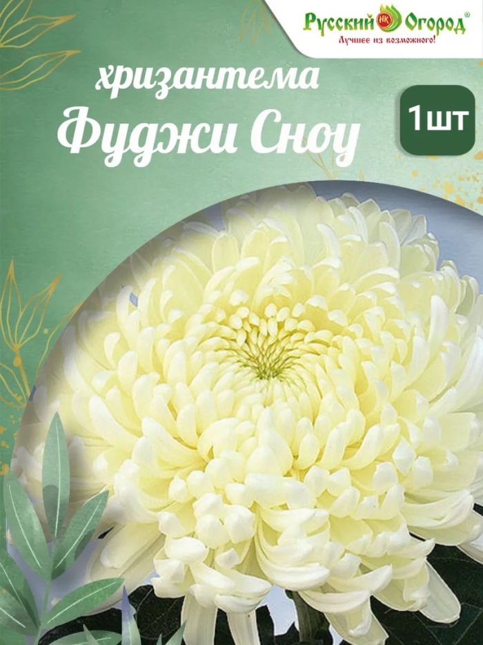 Хризантема корейская снежная королева