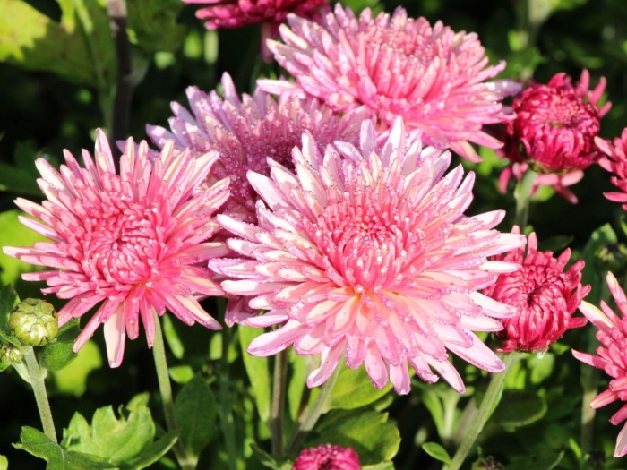 Хризантема корейская чудесница