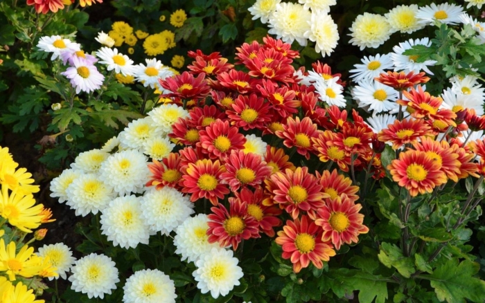 Хризантема корейская меотида