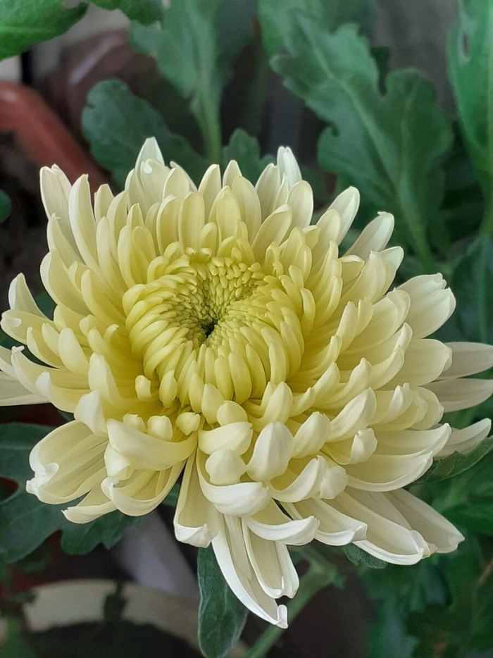 Одноголовые хризантемы