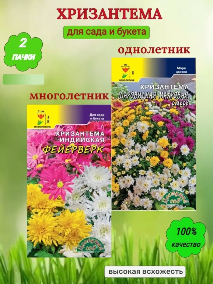 Семена цветов хризантемы