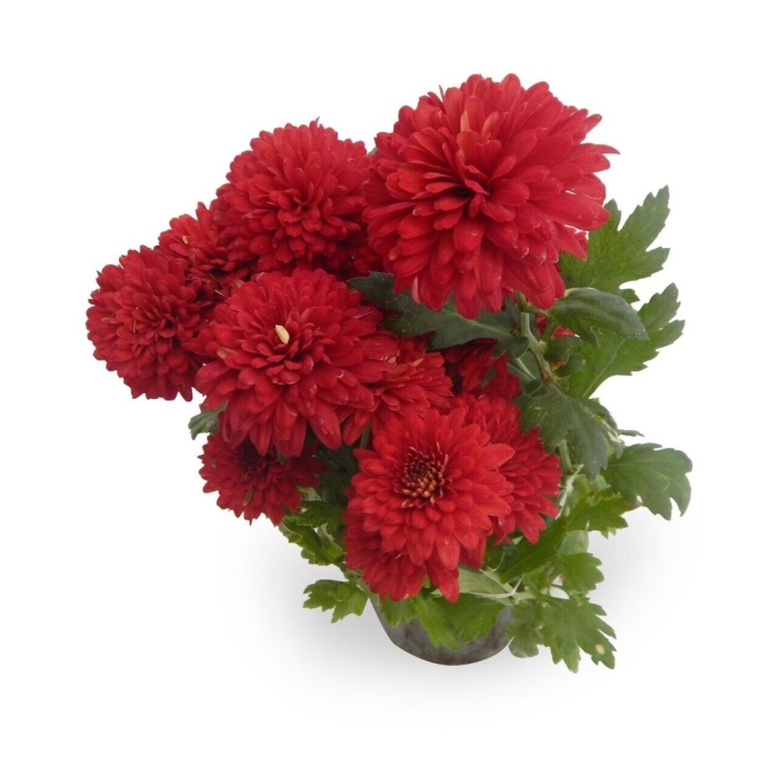 Хризантема регал мист ред