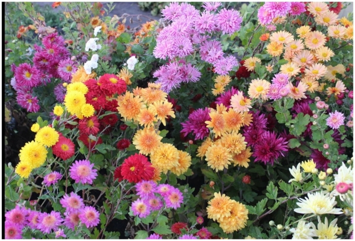 Хризантемы садовые многолетние