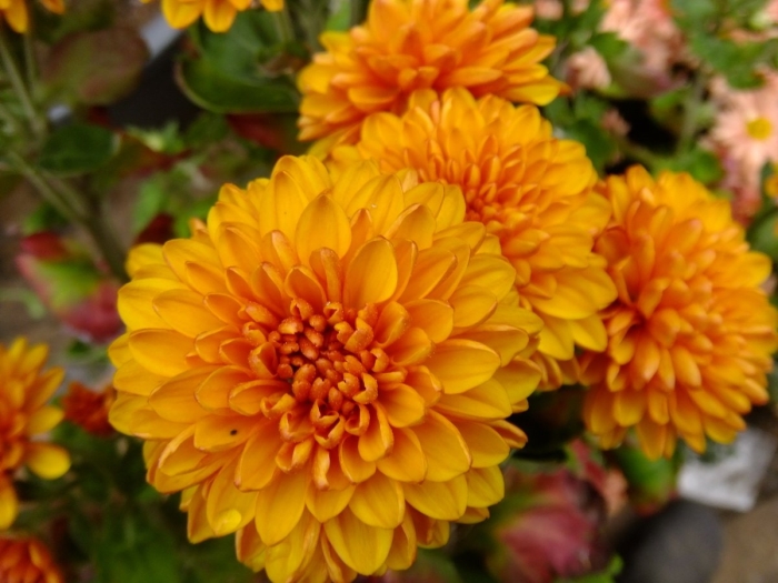 Хризантема памела бронз