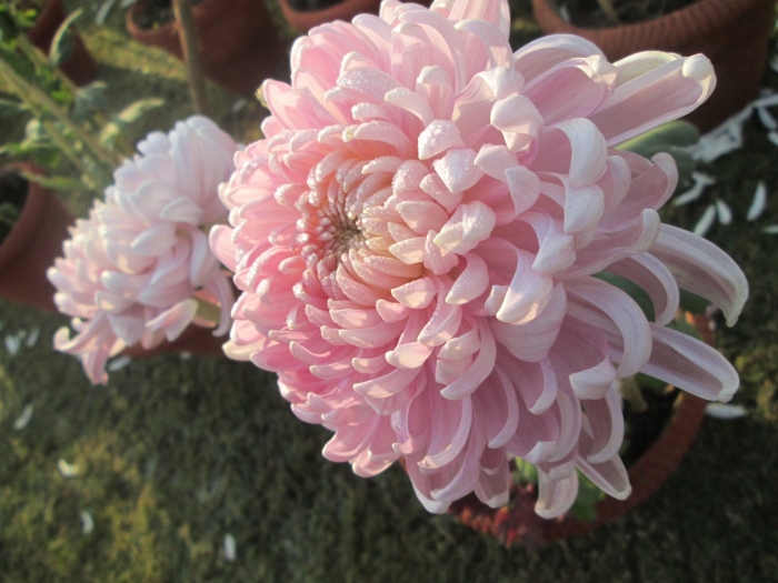 Хризантема корейская лемуния