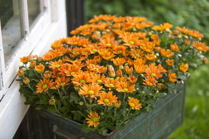 Хризантема кустовая оранжевая