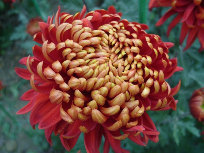 Хризантема кассандра бронз