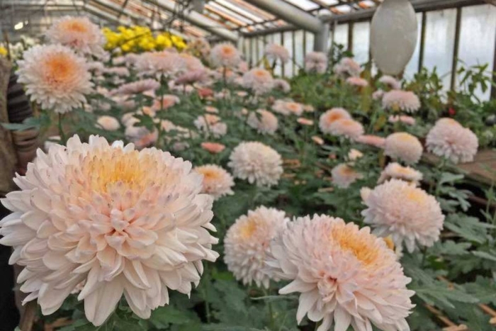 Хризантемы сорта