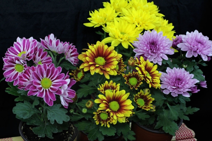 Хризантемы кустовая