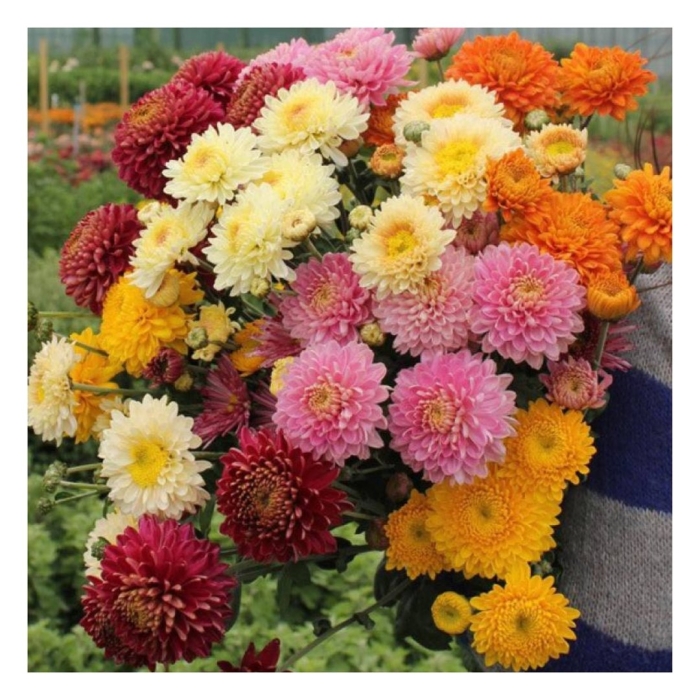 Хризантемы многолетние