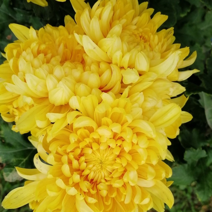 Хризантема венди еллоу