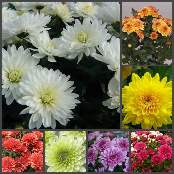 Хризантемы кустовые однолетние