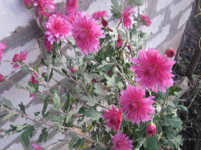 Многолетние хризантемы