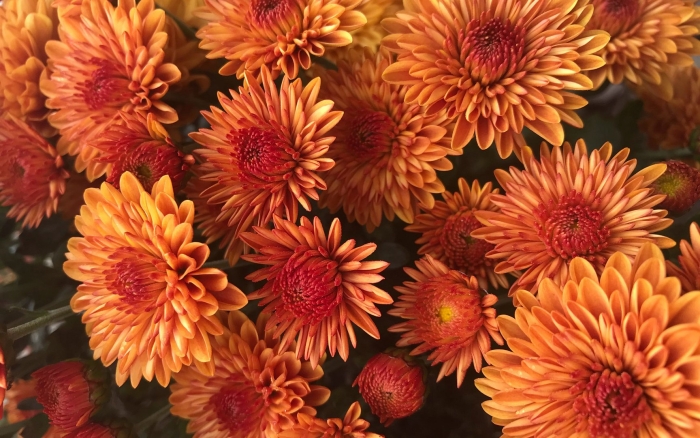 Хризантема гранд оранж