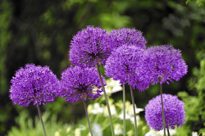 Аллиум перпл сенсейшен