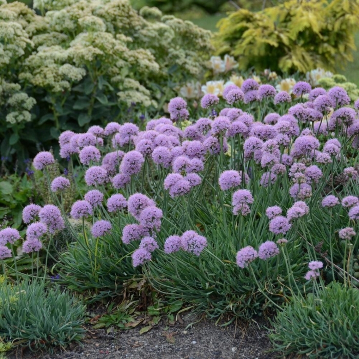 Allium senescens