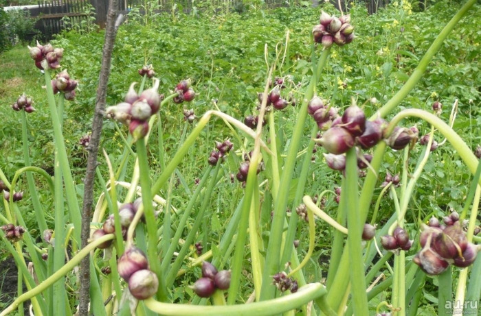 Лук многоярусный челябинский суперранний