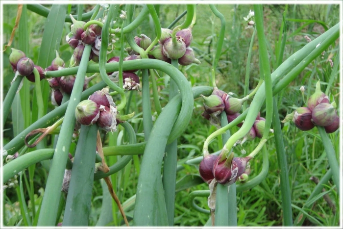 Лук многоярусный