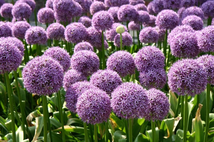 Allium giganteum