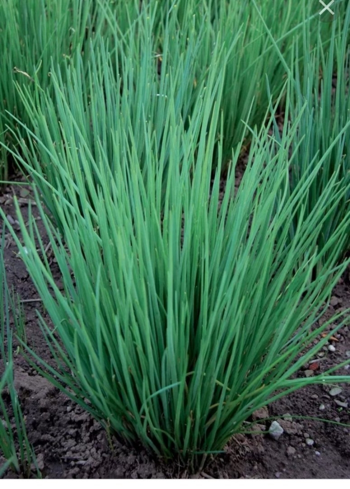 Лук многолетний шнитт