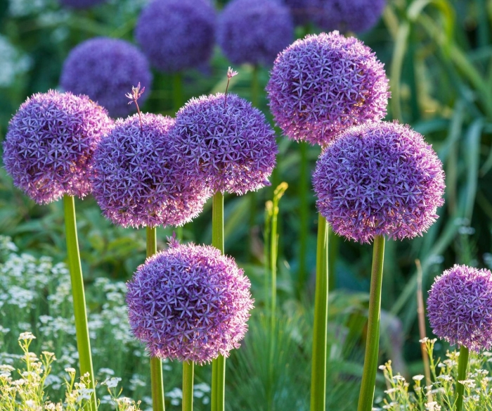 Allium gladiator
