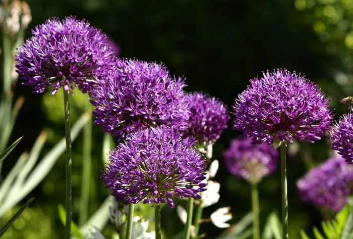 Лук аллиум миллениум