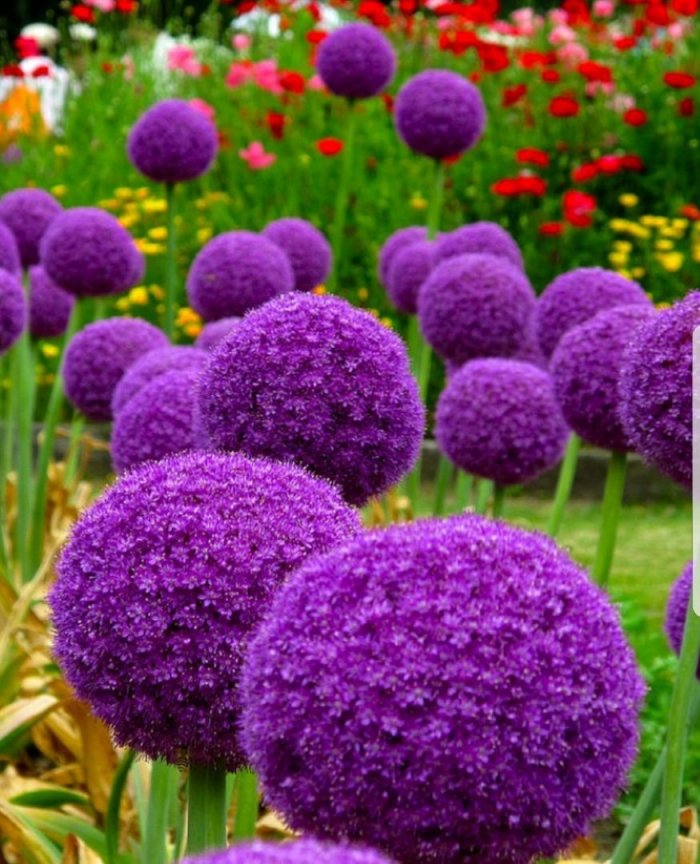 Краспедия шаровидная аллиум