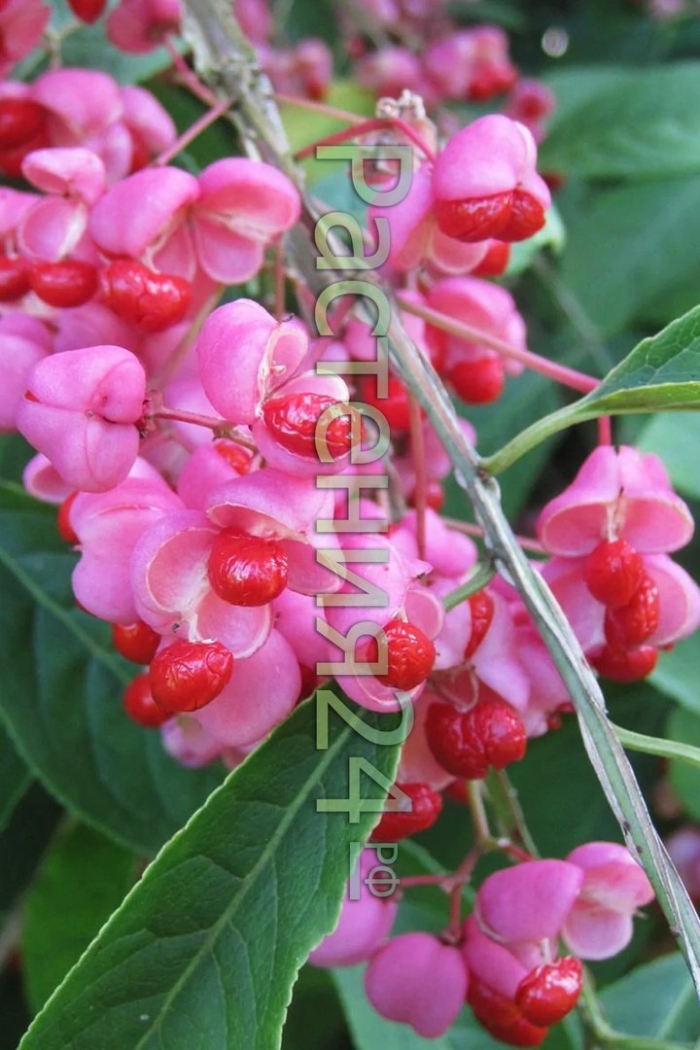 Бересклет маньчжурский