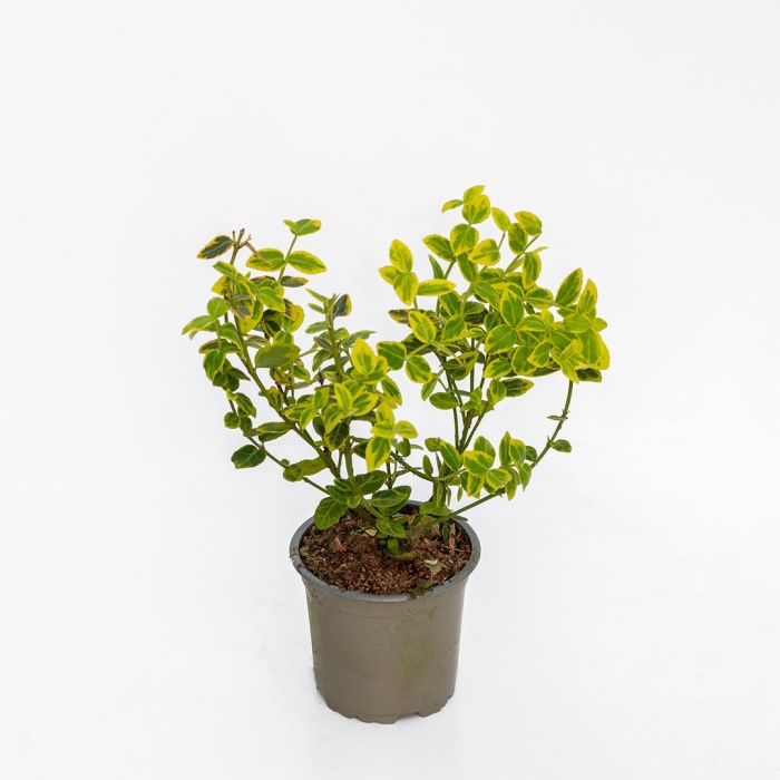 Форчуна бересклет