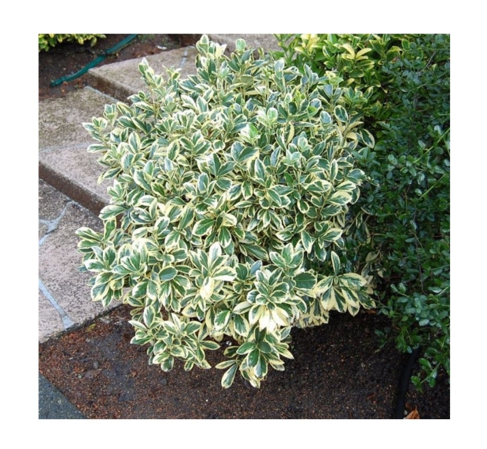 Бересклет ауреомаргината