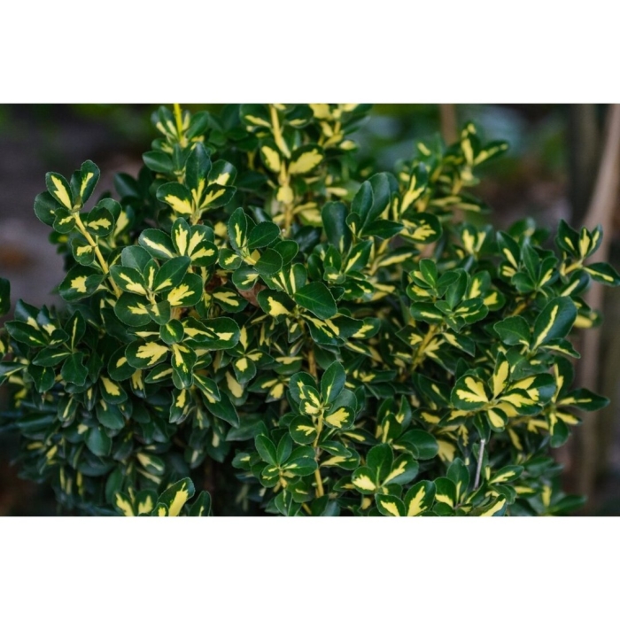 Бересклет японский медиопиктус