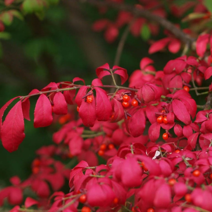 Крылатый бересклет