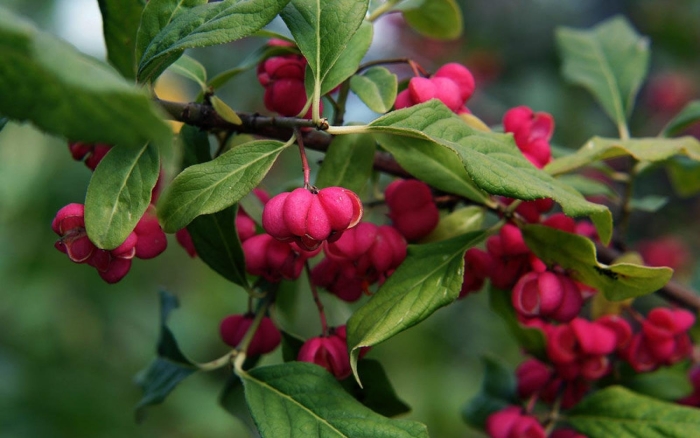 Бересклет европейский ред каскад