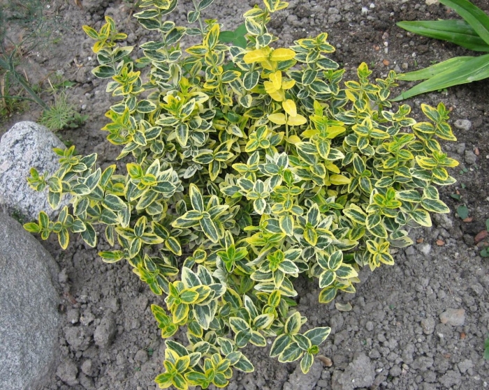 Бересклет форчуна вариегата