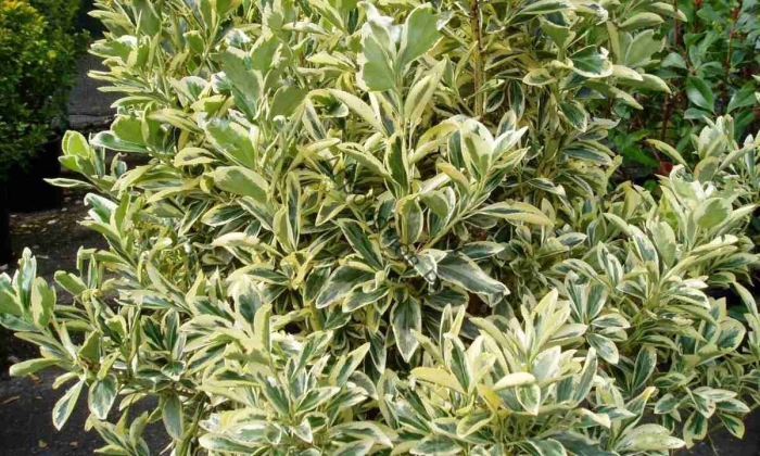 Бересклет браво