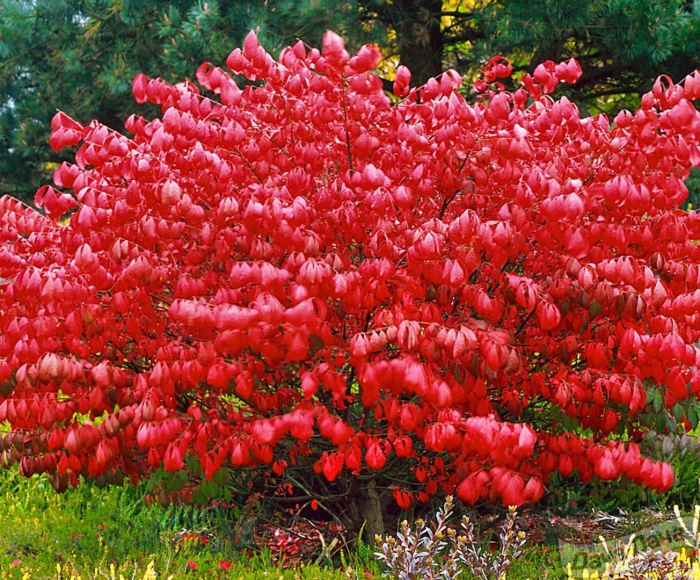 Бересклет крылатый компактус