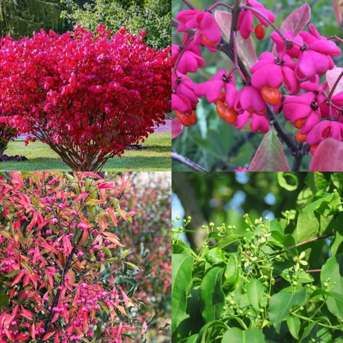 Бересклет компактус