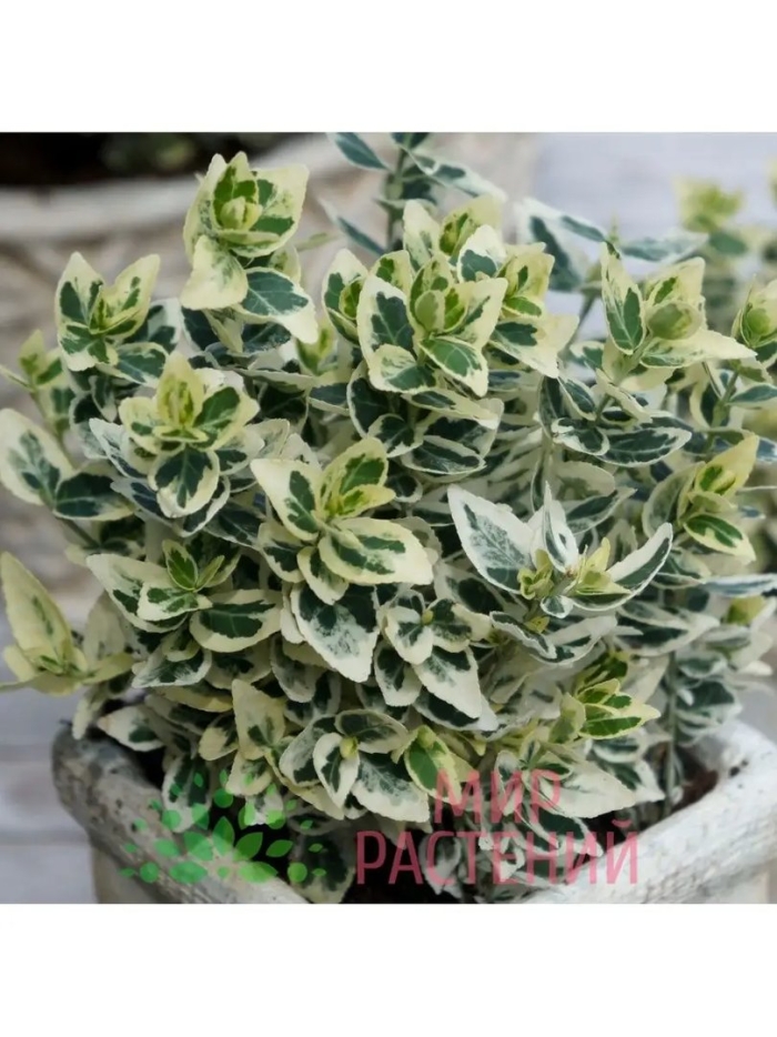 Бересклет форчуна сильвер квин