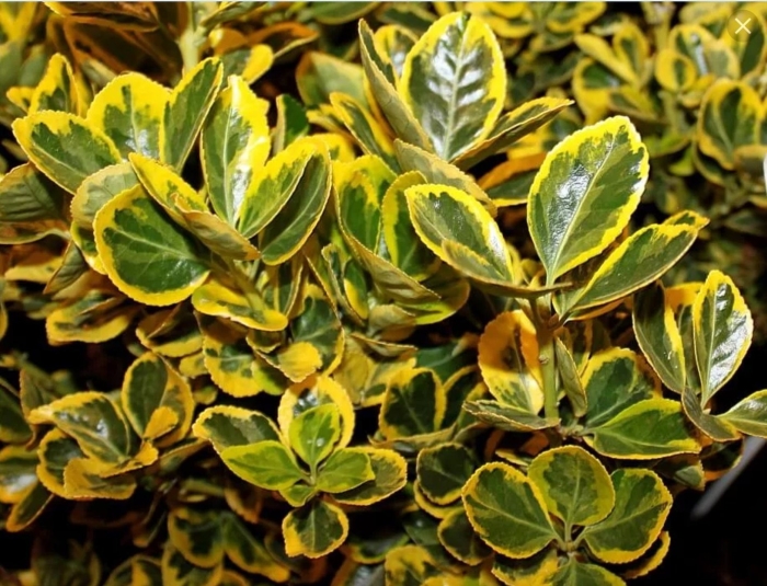 Бересклет ауреомаргината