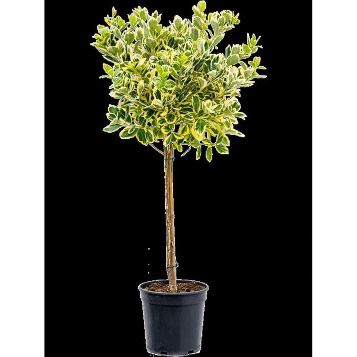 Каламондин вариегатный